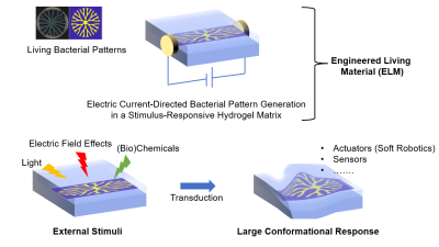 a schematic of engineered living material  